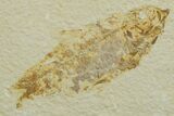 Limestone with Two Fossil Fish (Knightia) - Wyoming #349633-2